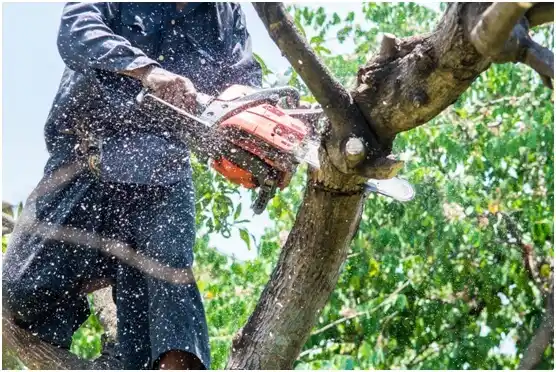 tree services Lannon